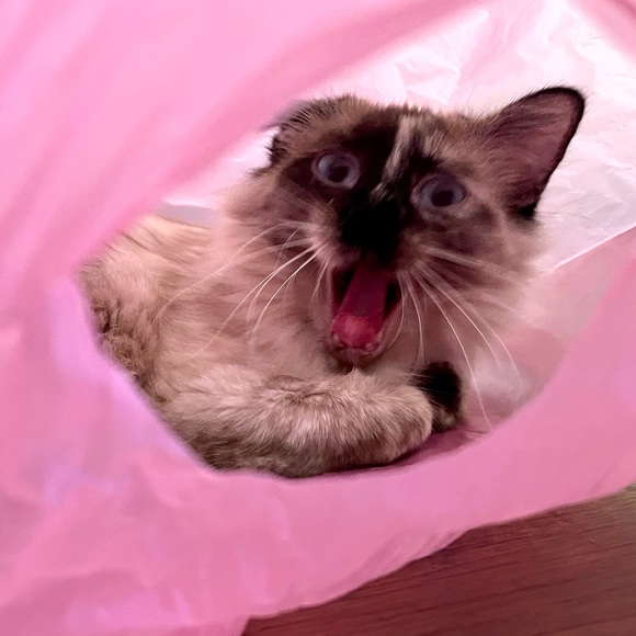 Welcome to Audshop🌟Poshmark Ambassador 🌟 - Picture 11 of 15